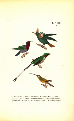 Various Hummingbird Species, 1850 (lithography)