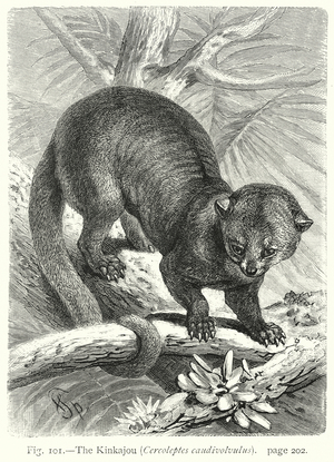 The Kinkajou (Cercoleptes Caudivolvulus) (engraving)