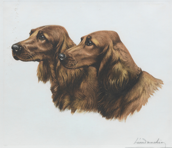A pair of Irish Setters (lithograph)