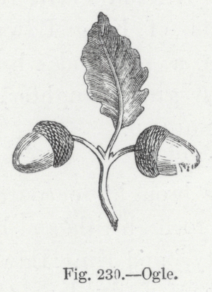 Ogle (engraving)