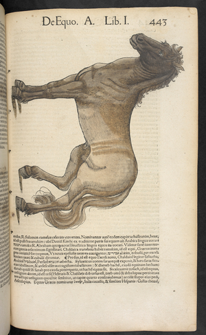 A horse.