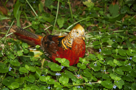 Golden Pheasant at the Royal Botanic Gardens, Kew, Surrey, England, United Kingdom (photo)