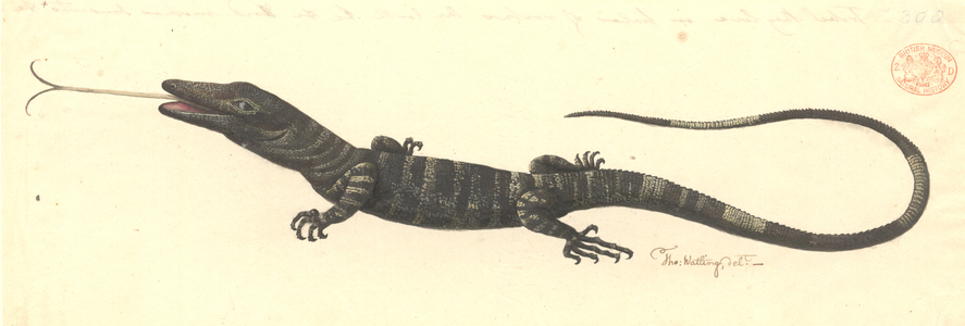Varanus varius