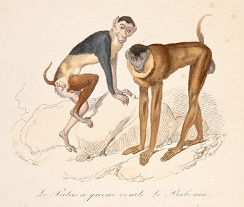 the short-tailed backstay and the baboon, 18th century (Engraving)