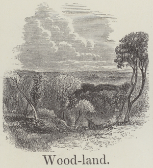 Woodland (engraving)