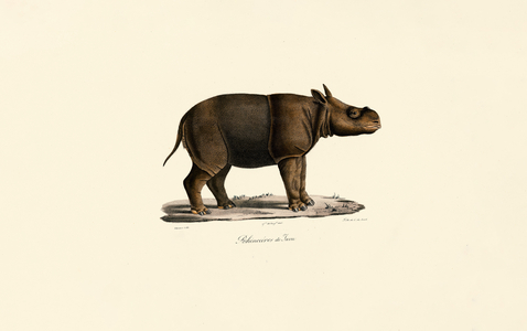 Javan Rhinoceros, 1824 (hand-coloured litho)