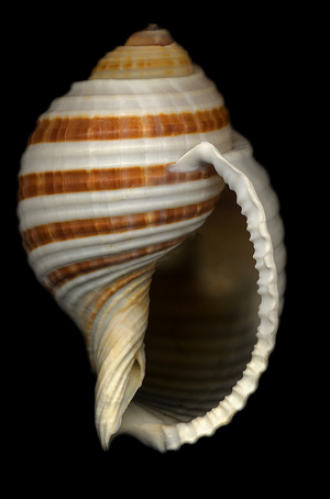 Banded Tun shell, 2004 (photo)