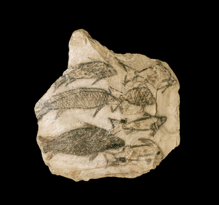 Ostracon with fish ...