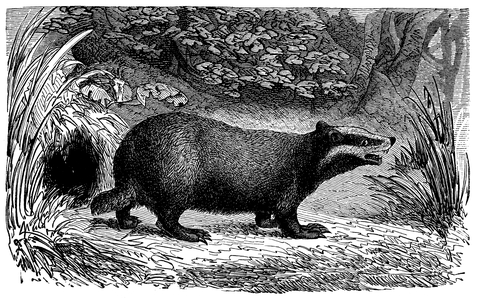 Badger