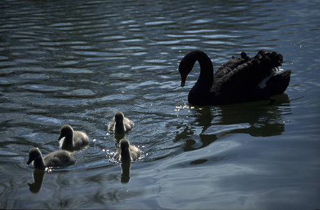Goose with chicks swimming on the water, 1999 (photo)