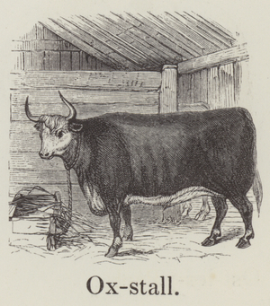 Oxstall (engraving)
