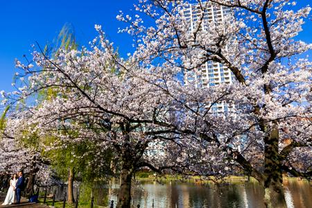 Japan, Honshu, Tokyo, Ueno, Ueno Park, Shinobazu Pond and Cherry Blossom (photo)