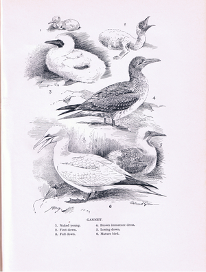 Gannet: stages to adulthood (litho)