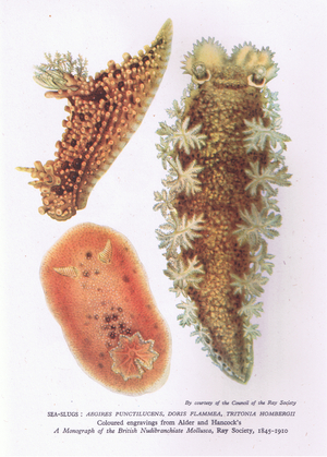 Sea Slugs, Nature in Britain published by Collins, 1946 (colour litho)