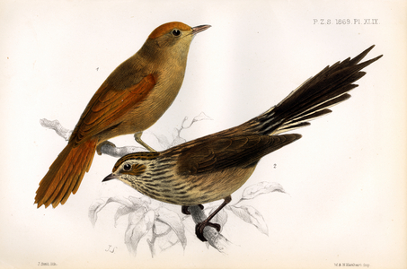 Crested Pigeon and Ground Dove (print)