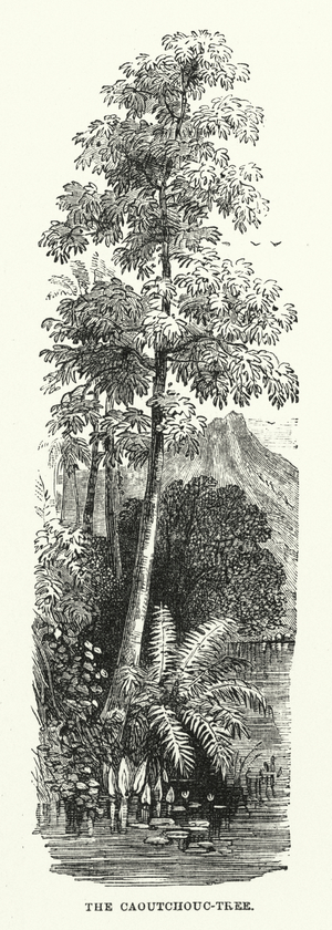 The Caoutchouc-Tree (engraving)