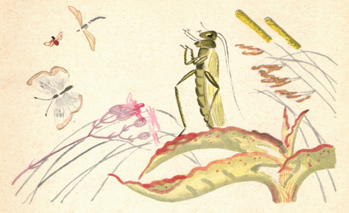 Grasshopper on Leaf, 1966 (litho)
