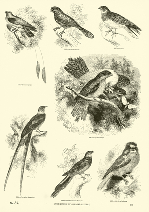 Page from The Pictorial Museum of Animated Nature (engraving)