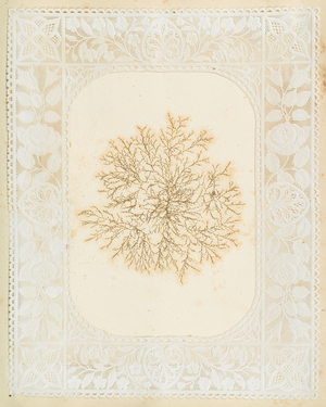 Seaweeds, 1848 (construction paper, seaweed, algae, doilies)