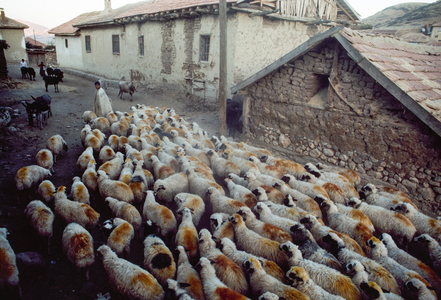A shepherd leads his sheep, marked on their backs with a yellow dye for identifica..., 1980s (photo)