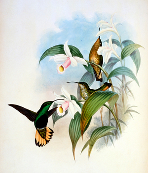 Buff-Tailed Velvet-Breast (Lafresnaya Flavicaudata), 1861 (lithograph)