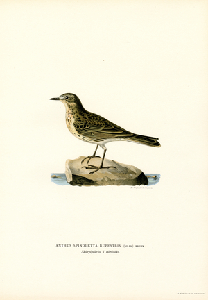 Water Pipit (colour litho)