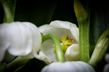 Lily of the valley, Dijon, France, April 2020 (photo)
