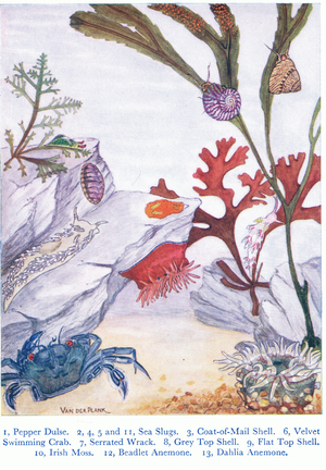 Life in the Rock Pool, Sea slugs, Coat of Mail Shell, Velvet Swimming Crab, Serated Wrack, Grey Top, 1956 (colour litho)