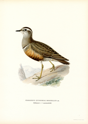 Eurasian Dotterel (colour litho)