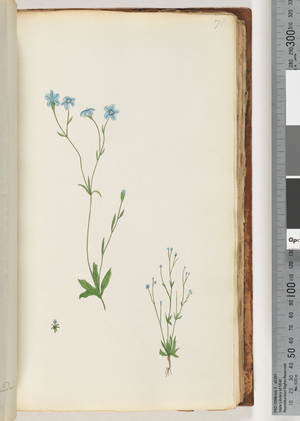 Page 71. Unidentified plant (w/c)