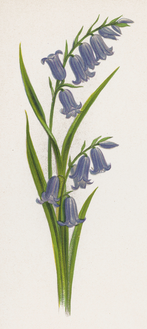 Illustration for A Dream of a Garden (colour litho)