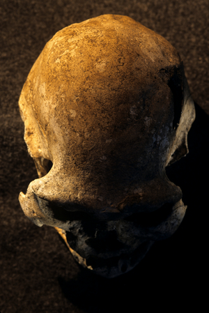Homo erectus skull, toothless, Dmanisi, Georgia Homo Erectus site, 1.8 million year o…, 2005 (photo)