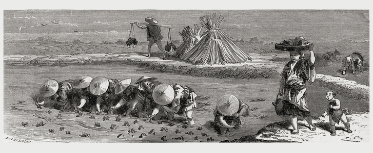 Cultivation of rice in Japan in the 19th century.  From El Mundo en la Mano published 1875.