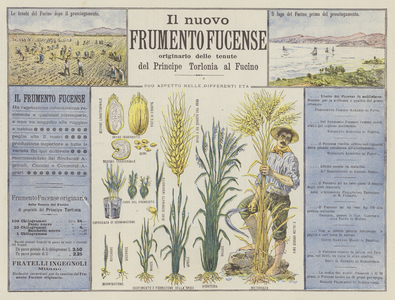 The new Fucense Wheat (colour litho)