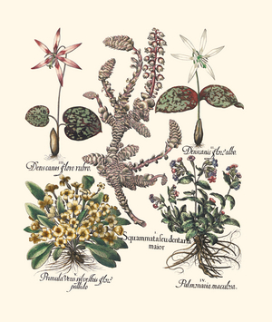Spring-flowering woodland plants (print)