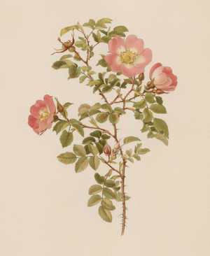 English Rose (colour litho)