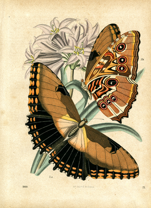 Butterflies on Lily Blossoms (litho)