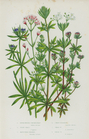 The Flowering Plants of Great Britain, c.1880 (litho)