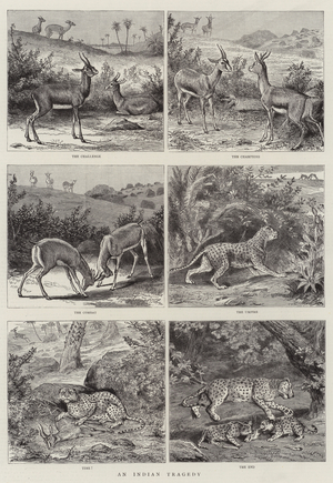 An Indian Tragedy (engraving)