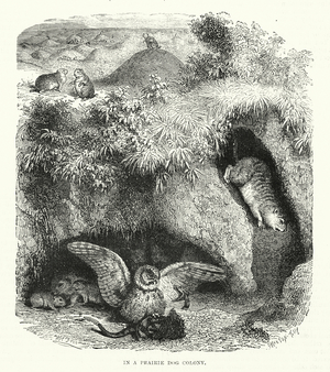 In a Prairie Dog Colony (engraving)