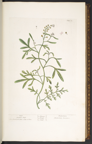 Plate 23, Garden Cress, from 'A Curious Herbal', 1737 (coloured engraving)