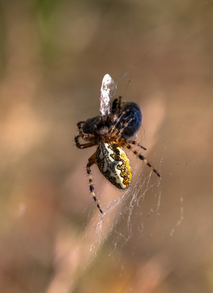 Spider wrapping a fly with its thread, 2015 (photo)