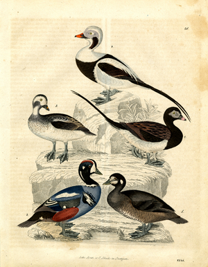 Nordic Ducks and Sea Ducks (hand-coloured litho)