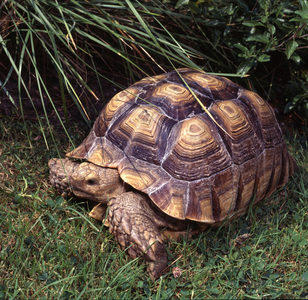 African Spurred tortoise (photo)
