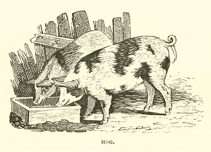 Hog (engraving)