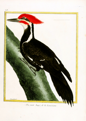 Black Woodpecker with Crest from Louisiana (print)