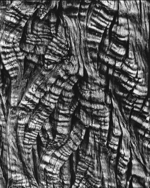 Tree Bark, c. 1950 (silver gelatin print)