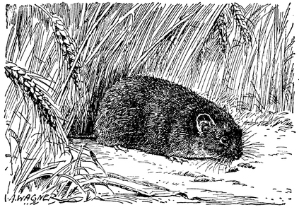 Common vole