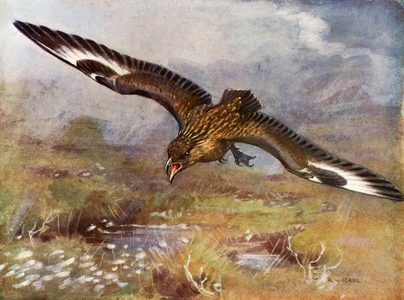 Great-skua charging upon an intruder (colour litho)