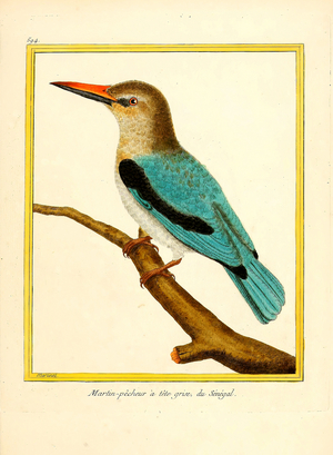 Grey-headed Kingfisher from Senegal (print)